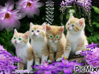 Pretty Cat - GIF animasi gratis