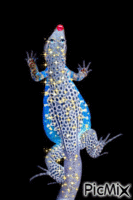 the black chameleon - Besplatni animirani GIF