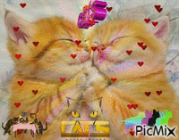 CATS 动画 GIF