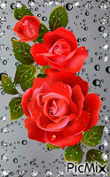 Róża - Gratis animeret GIF