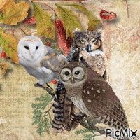 owl GIF animado