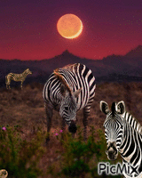 Cebras en la noche animoitu GIF
