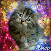 Amazing Kitty Gif Animado
