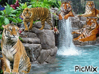 le repos des tigres GIF animé