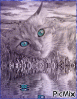 Amazing Cat Animated GIF