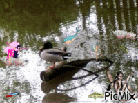 Le Canard au pays des merveilles анимиран GIF