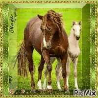 The Magic of Spring. Horses 动画 GIF
