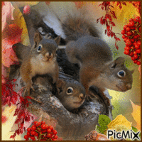 Squirrel... GIF animata