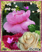 Yellow, red and pink roses. - GIF animate gratis