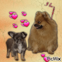 Twéé van onze eigen hondjes - Darmowy animowany GIF