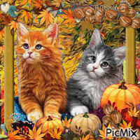Autumn cat portrait-contest
