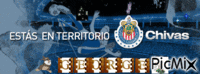 TERRITORIO CHIVA - 無料のアニメーション GIF