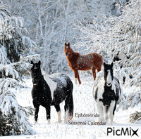 Chevaux et neige Horses and snow - GIF animé gratuit