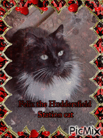Felix the Huddersfield Station cat - GIF animé gratuit