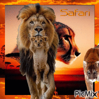 SAFARI - Darmowy animowany GIF