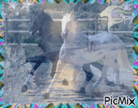 cavalo - Ilmainen animoitu GIF