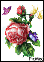 Pink Rose анимиран GIF