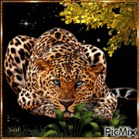 Leopardo. - GIF animado gratis