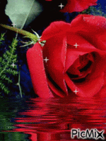 rose animeret GIF