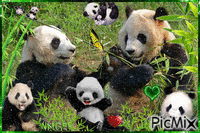 pandas GIF animé