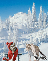 chat et tigre - Free animated GIF