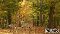Autumn Deer animovaný GIF