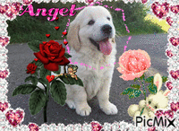 Golden Retriever Puppy - Bezmaksas animēts GIF