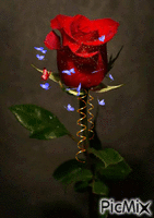 róża - Gratis animerad GIF