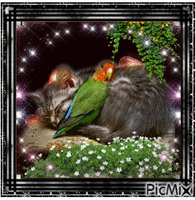 Cat and bird geanimeerde GIF