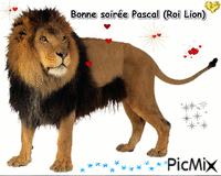 Bonne soirée Pascal (Roi l ion) bisous - Δωρεάν κινούμενο GIF