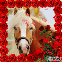 Cavalo e as rosas Vermelhas - GIF animado grátis