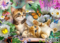 Cats in heven - Free animated GIF