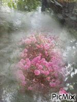 Rosengrüße - Besplatni animirani GIF