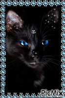 gato preto - Безплатен анимиран GIF