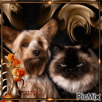 Chat & Chiens