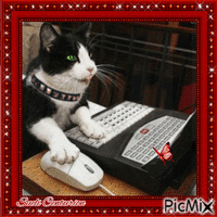Gato com computador