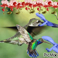 Kolibri - Gratis animerad GIF