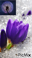 Dandelion Crocus Flowers - GIF animé gratuit
