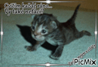 Cvičící kočka geanimeerde GIF
