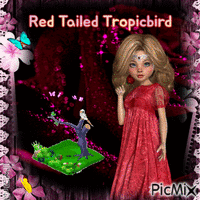 Red tailed tropicbird - GIF animado gratis