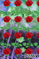 fleur d'amour - Zdarma animovaný GIF
