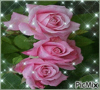Rózsa - Darmowy animowany GIF