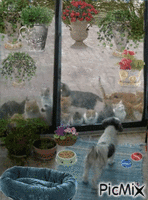 dehors les chats - GIF animado grátis
