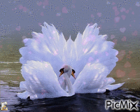 лебеди - GIF animado gratis