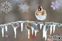 oiseau sur branche GIF animasi