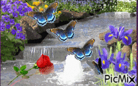 Cascada mariposa - GIF animado gratis