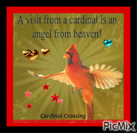Cardinal Angels - GIF animado gratis