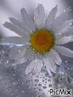 silver daisy GIF แบบเคลื่อนไหว