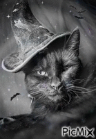 Witches cat - GIF animado gratis