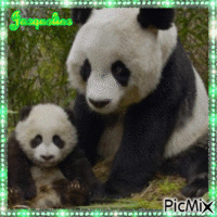maman panda et son bébé アニメーションGIF